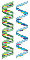 Biology DNA and RNA diagram StudySmarter