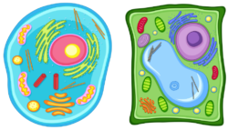 Biology eukaryotic cells, animal and plant cell StudySmarter