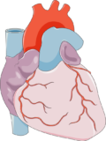 Biology Human heart diagram StudySmarter