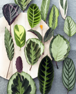 Pflanzen und ihre Wirkung auf den Menschen, verschiedene Sorten der Art "Calathea", StudySmarter Magazine