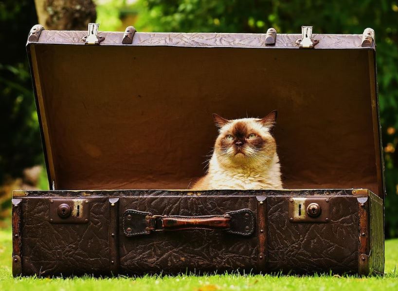 A cat sitting in a suitcase and looking curious about the idea of long term travel. Vaia Magazine